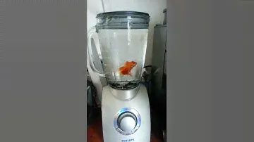 Fish in a blender